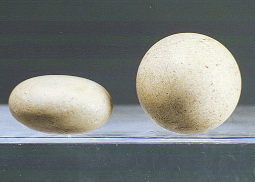 Dominican Republic, Pre-Taíno White Stone Ball and Disc
These white stone balls, or shperoliths, are more than likely some type of gaming pieces. They are commonly found in children's tombs as offerings and the size of the stone generally correlates to the age of the child.
Period: Dominican Republic, c. AD 1000 - 1300
Media: Stone
Dimensions: D: 1.5" & 1 1/4"
98119