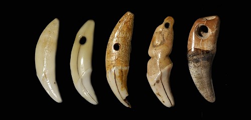 5 TaÃ­no  Canine Teeth Pendants