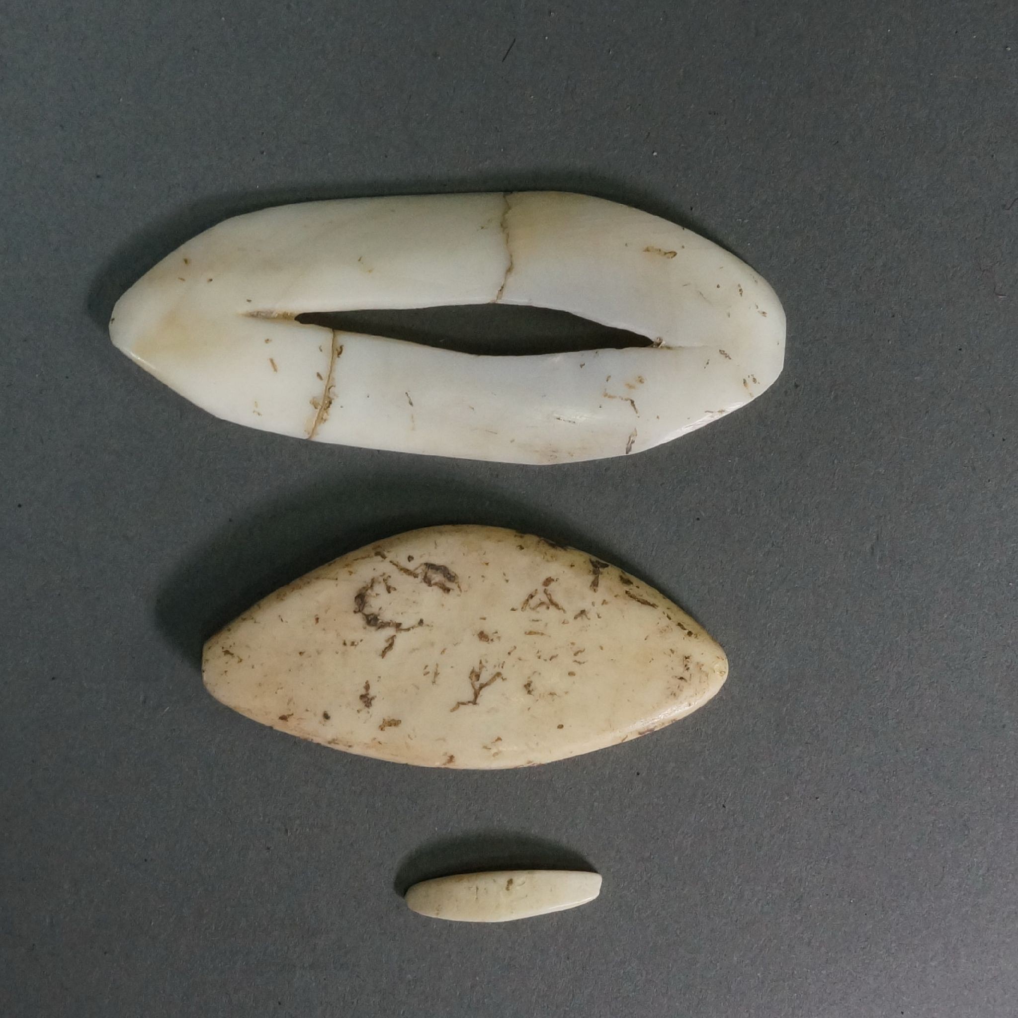 Dominican Republic, Set of 3 Taíno  Ovoid Shell Mouth Elements
These three carved shells demonstrate the differing degrees of complexity in fabricating miniature stone mouths, with the largest being a completed open mouth and the other two as incomplete mouths.  These mouth elements would likely have been inlaid into a larger wood or stone carved idol or deity figure
Period: Dominican Republic, Taíno , c. AD 1000 - 1500
Media: Shell
Dimensions: Width: 3/4" to 2 5/8"
99525