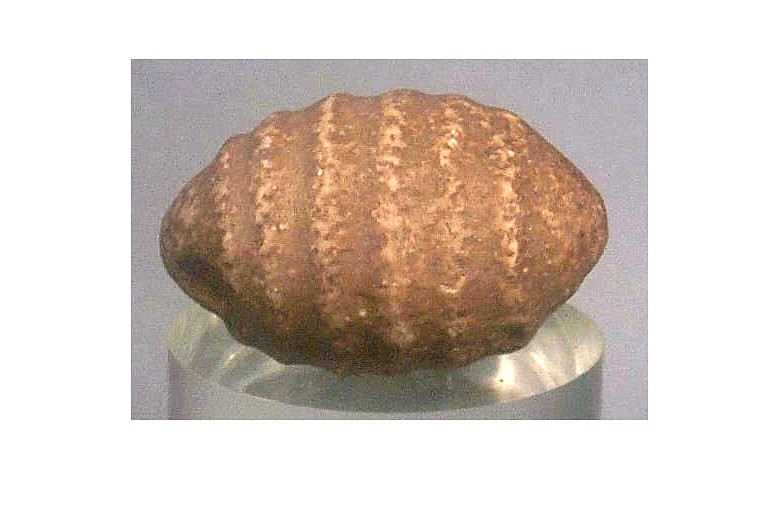Dominican Republic, Taíno Neolithic Tan Egg-Shaped Grooved Stone Grinder
This oval stone grinder has five grooves that follow its circumference. Despite its primarily utilitarian function (it was probably employed for grinding foods and pigments), its rudimentary character is imbued with a charm brought on by its decorative ridge surface.
Period: Dominican Republic, Taíno , Neolithic, c. 1000 - 400 BC
Media: Stone
Dimensions: Length: 3"
MM056